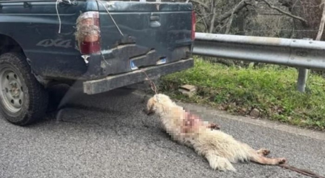 Cane trascinato da un pick-up a Longobucco, indagini sulla morte dell