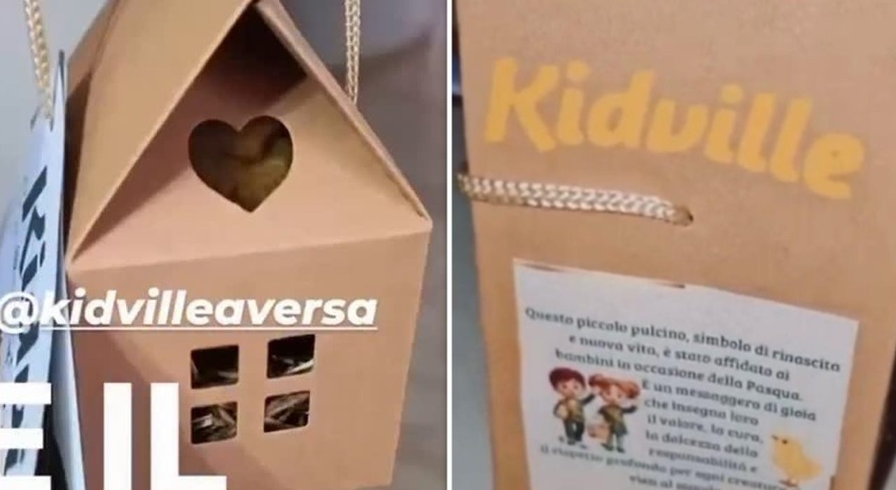 Pulcini vivi regalati ai bambini a Giugliano, polemica sulla scuola dell