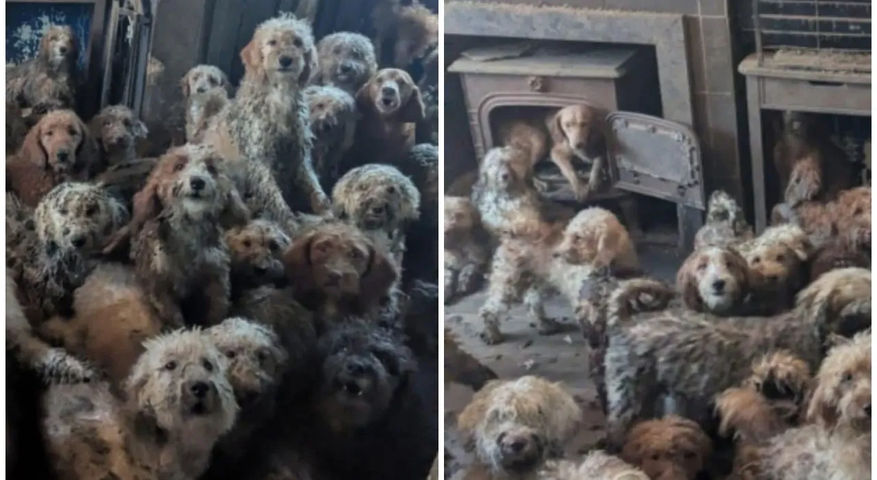 Oltre 250 cani salvati in una casa nel Regno Unito tra condizioni estreme e degrado