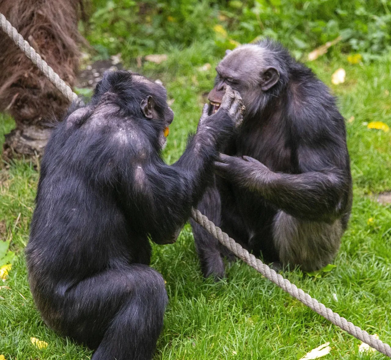 Scimpanzé in Uganda divisi in due gruppi scatenano una guerra con decine di vittime Scimpanzé in Uganda divisi in due gruppi scatenano una guerra con decine di vittime