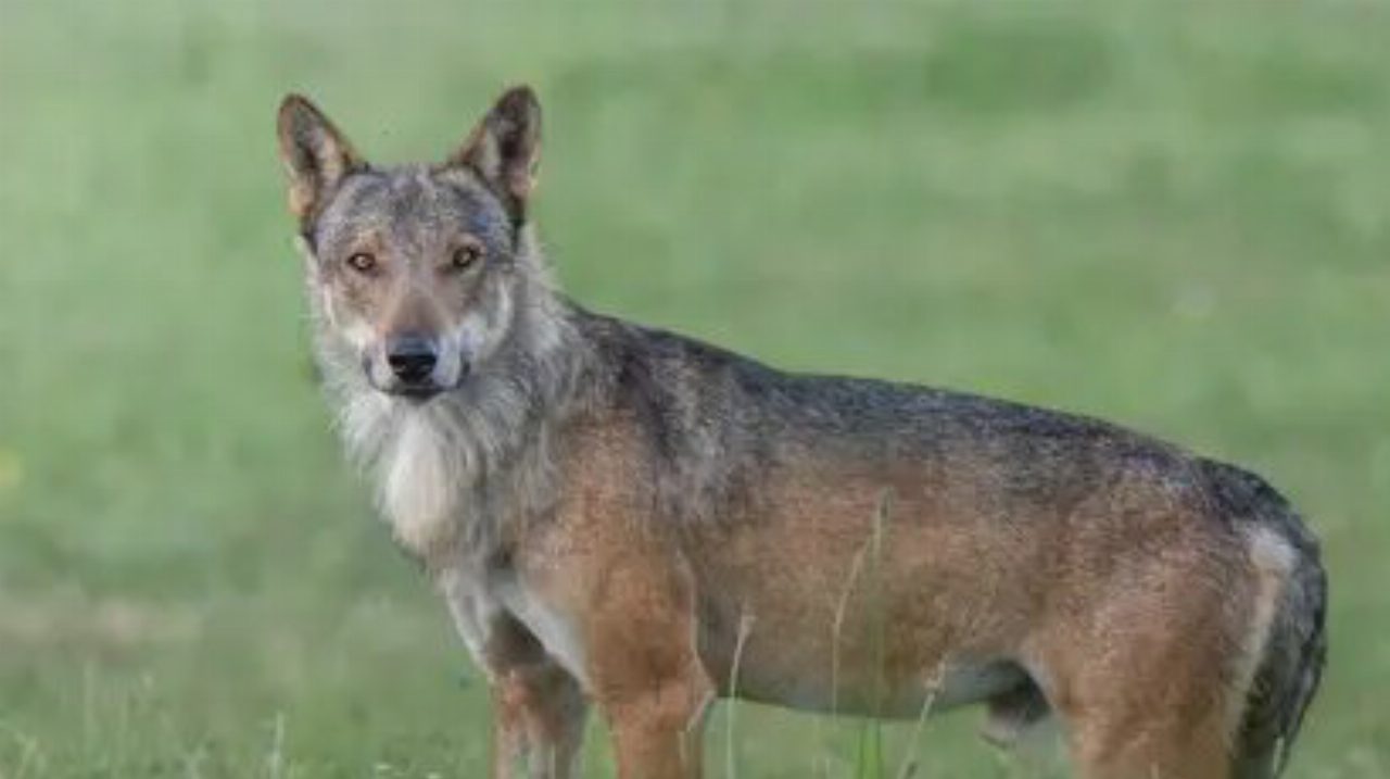 Testa di lupo appesa a un cavalcavia sulla Firenze-Pisa-Livorno vicino a Cascina