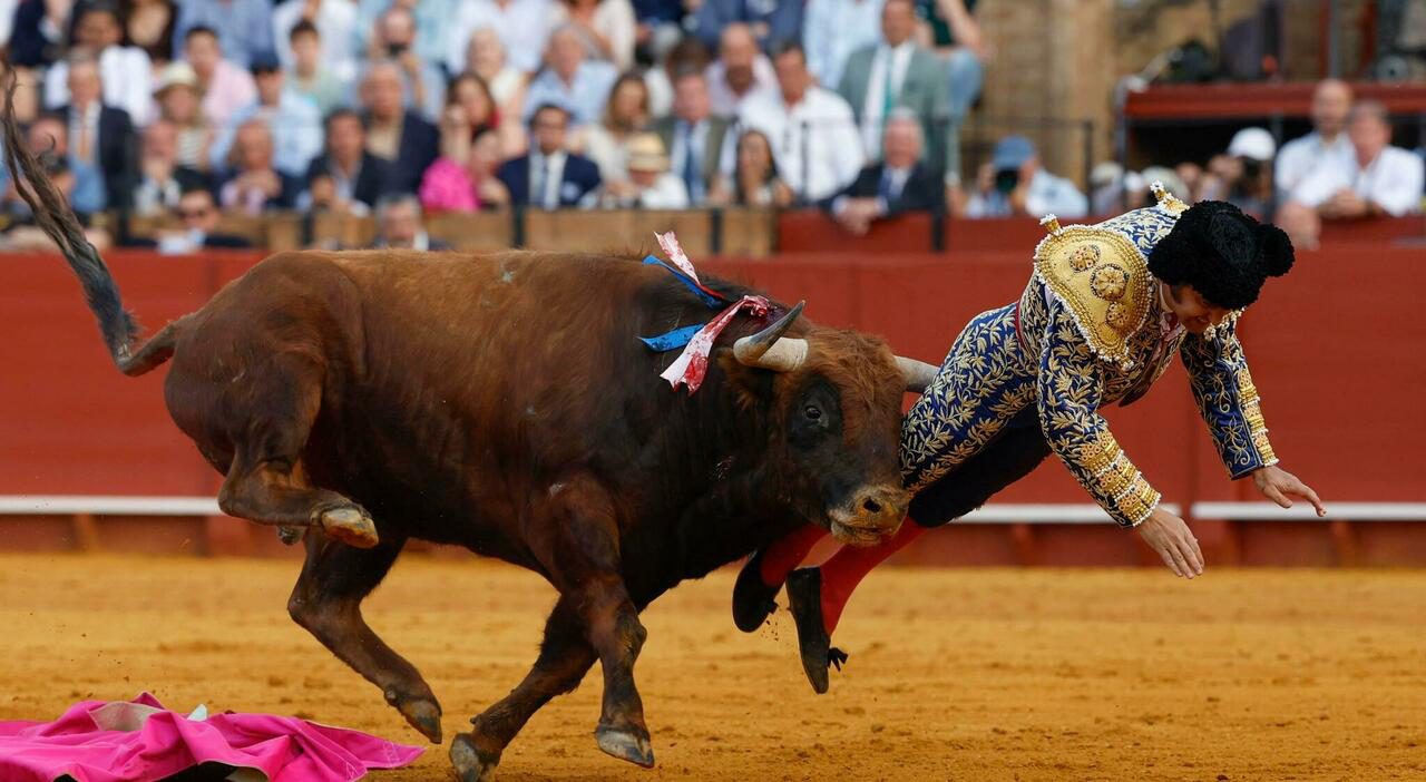 Torero Morante de la Puebla gravemente ferito a Siviglia, incornata di 10 centimetri perfora il retto
