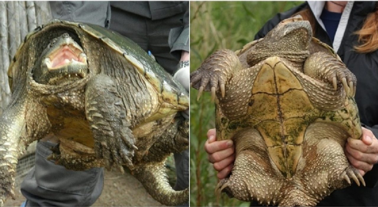 Tartarughe azzannatrici a Roma, due esemplari catturati a Torre Flavia e rischio colonia
