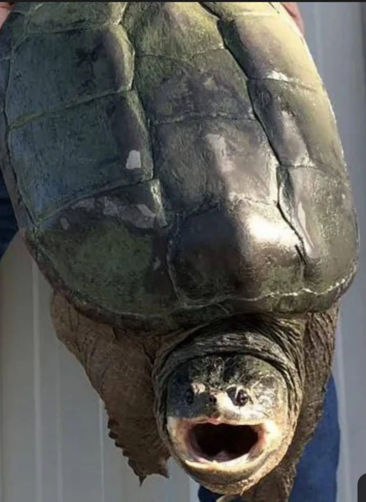 Tartaruga azzannatrice a Ladispoli, allerta a Torre Flavia per la specie pericolosa