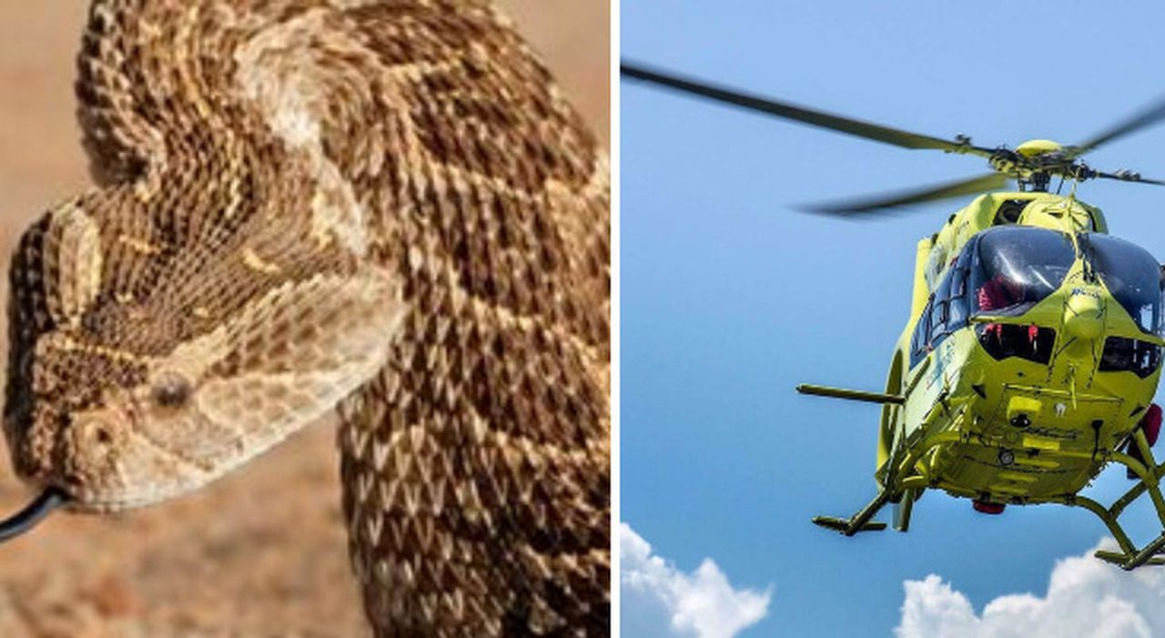 Turista muore a Hurghada dopo morso di cobra durante spettacolo con incantatore di serpenti
