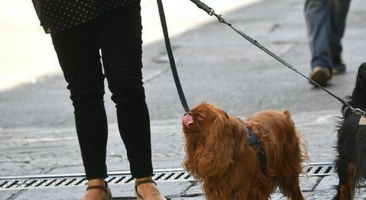 Zola Predosa, uomo travolto sul marciapiede muore dopo l