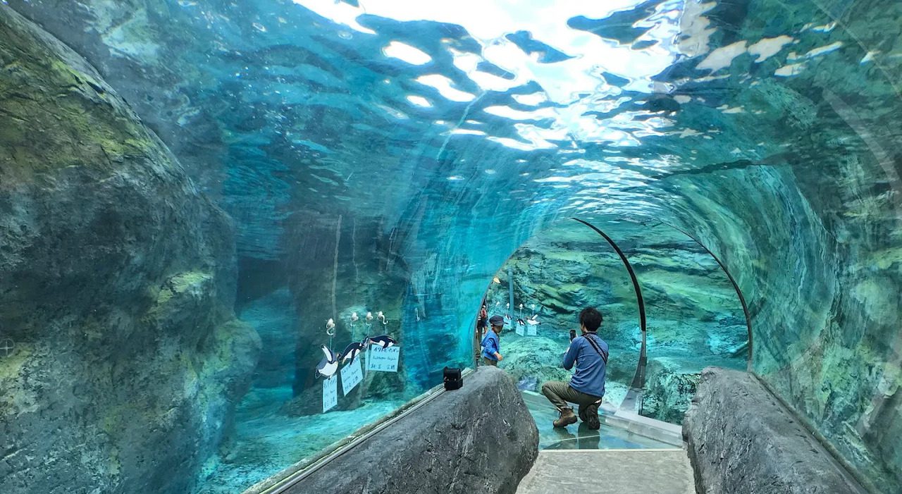 Giappone, dipendente dello zoo uccide la moglie e brucia il corpo nell