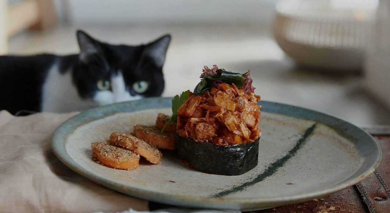 Romeow a Roma, il bistrot vegano con gatti conquista vip e turisti nel quartiere Ostiense