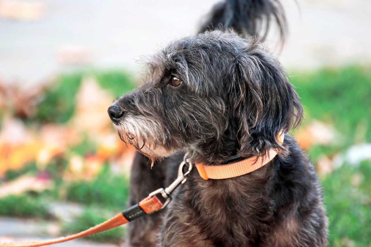 Avere un cane protegge il cuore, lo studio su 4 milioni di persone conferma i benefici