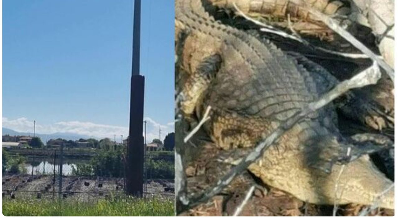 Pistoia, allarme per un presunto coccodrillo nel laghetto di un vivaio a Masiano