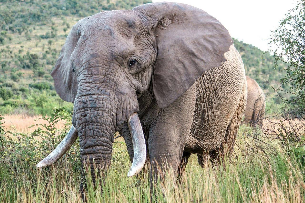 Uganda, minibus contro un elefante nel Parco delle Cascate Murchison: tre morti e quattro feriti Uganda, minibus contro un elefante nel Parco delle Cascate Murchison: tre morti e quattro feriti