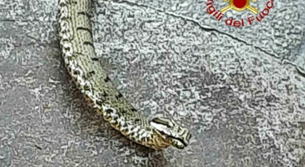 Montecilfone, agricoltore morso da una vipera finisce in rianimazione dopo la corsa in farmacia Montecilfone, agricoltore morso da una vipera finisce in rianimazione dopo la corsa in farmacia