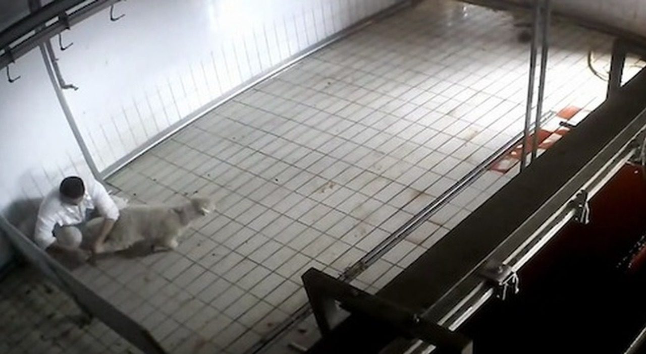 Alghero, blitz animalista in una scuola elementare: video choc sugli allevamenti e bambini in lacrime