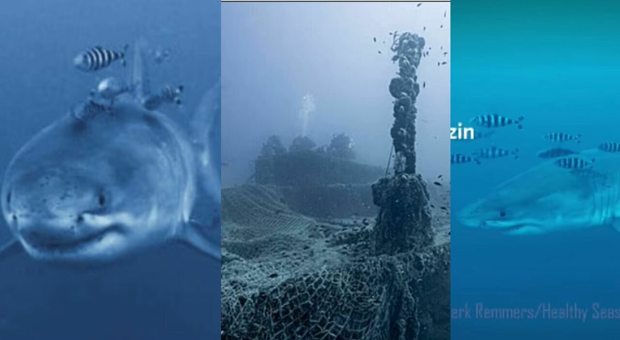 Squalo bianco nello Stretto di Sicilia, il raro avvistamento durante un