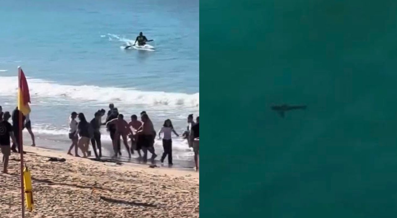 Squalo attacca una surfista a Sydney, donna di 30 anni in condizioni critiche