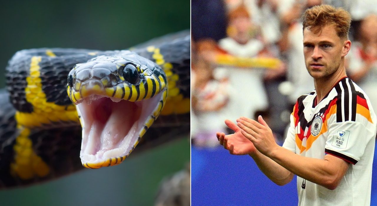 Mondiali 2026, allarme serpenti nei ritiri: paura per Germania e Svizzera negli Stati Uniti