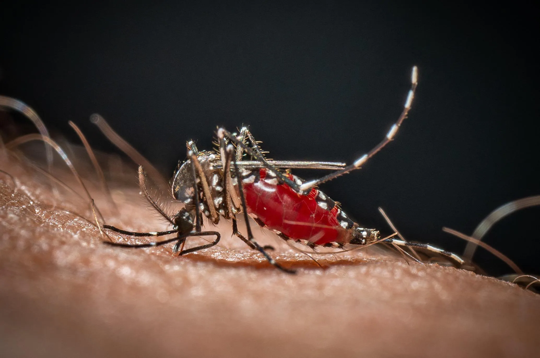 Dengue e West Nile, quali zanzare circolano in Italia e come ridurre il rischio di contagio