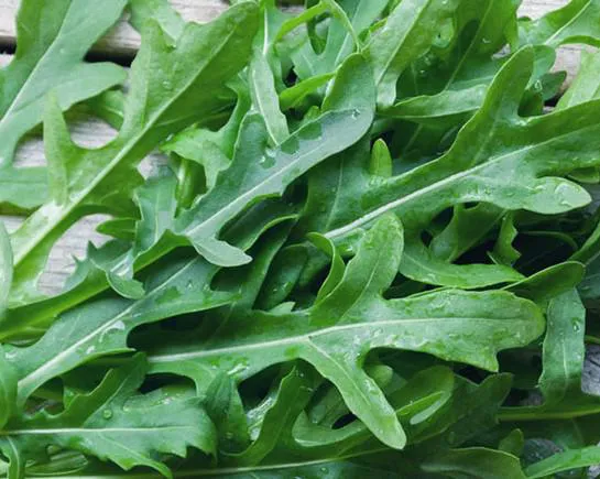 Rucola e metabolismo, lo studio dell