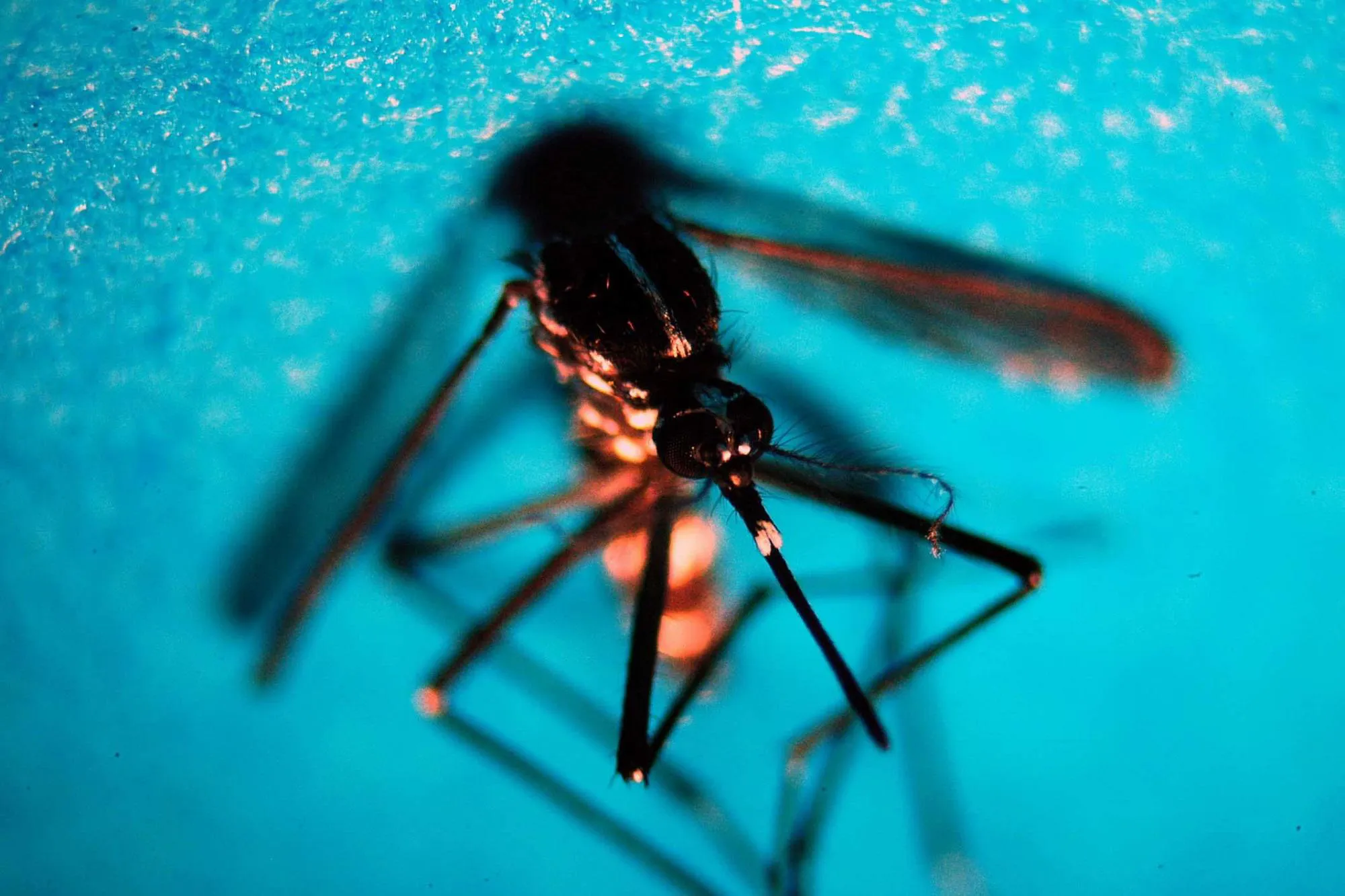 Caldo e zanzare, estate a rischio Dengue e West Nile con un aumento degli insetti
