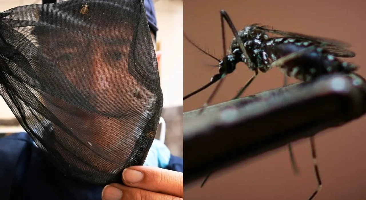 West Nile in Veneto, primo caso umano a Verona: rafforzati controlli e misure di prevenzione West Nile in Veneto, primo caso umano a Verona: rafforzati controlli e misure di prevenzione
