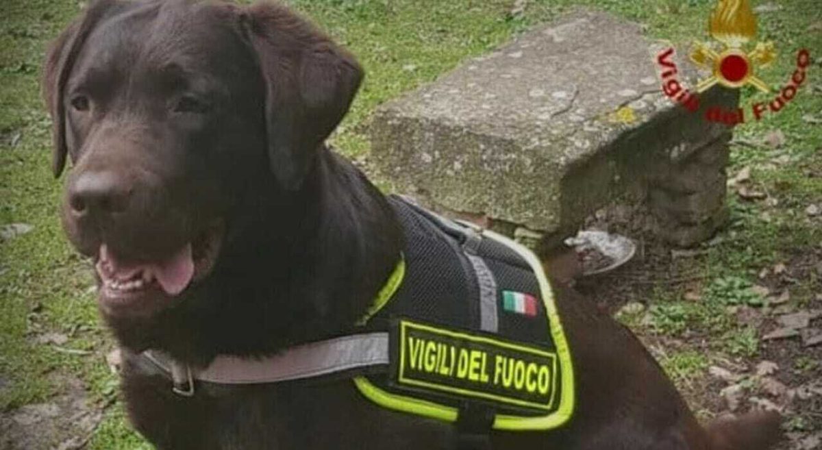 Addio ad Allyson, il labrador dei Vigili del Fuoco che partecipò ai soccorsi del ponte Morandi