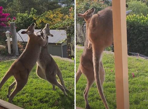 Due canguri si affrontano in giardino, il video del combattimento supera 30 milioni di visualizzazioni