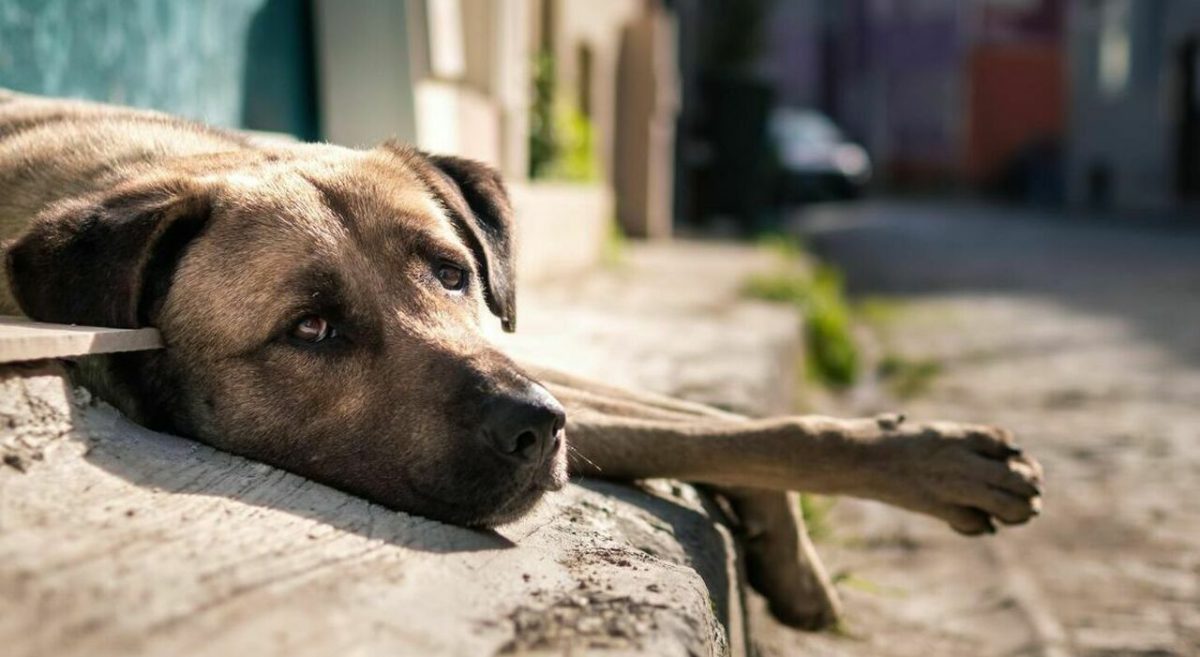 Cane sequestrato a Genova, muore dopo il ricovero: era denutrito e con gravi piaghe da decubito