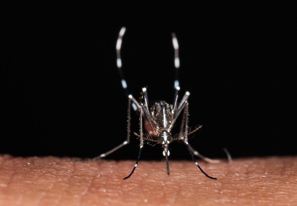 Virus in vacanza, Bassetti avverte sui rischi da zecche e zanzare anche in Italia