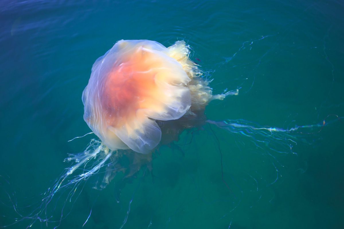 Cape Cod, aumentano le meduse criniera di leone: allerta per i tentacoli urticanti