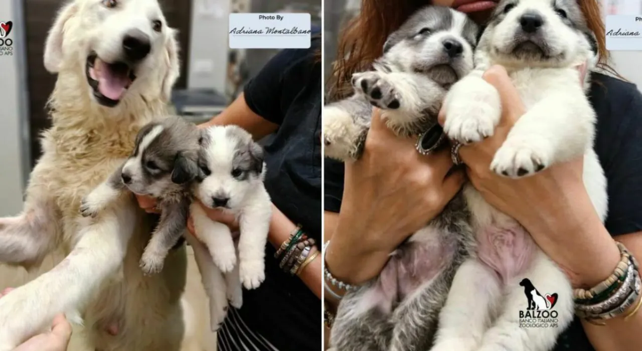 Cuccioli morti per il caldo a Sciacca, il gip nega i domiciliari ai due indagati