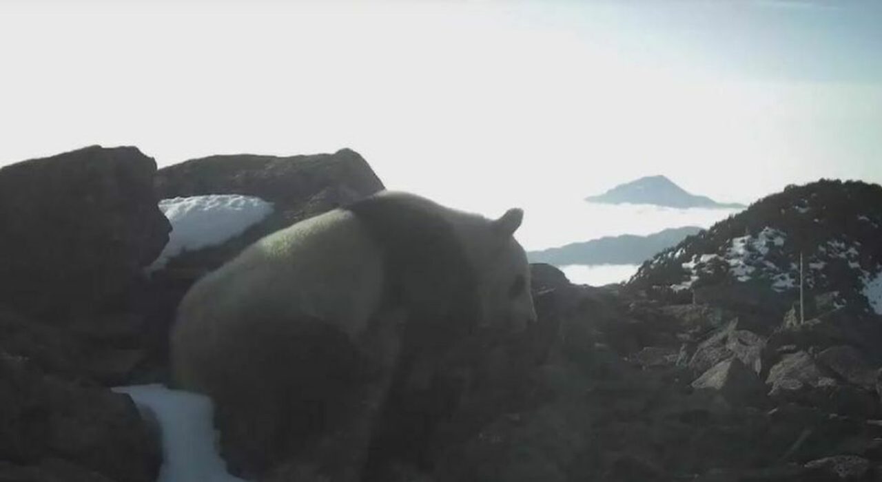 Panda gigante a 4.120 metri, avvistamento record nella riserva di Fengtongzhai