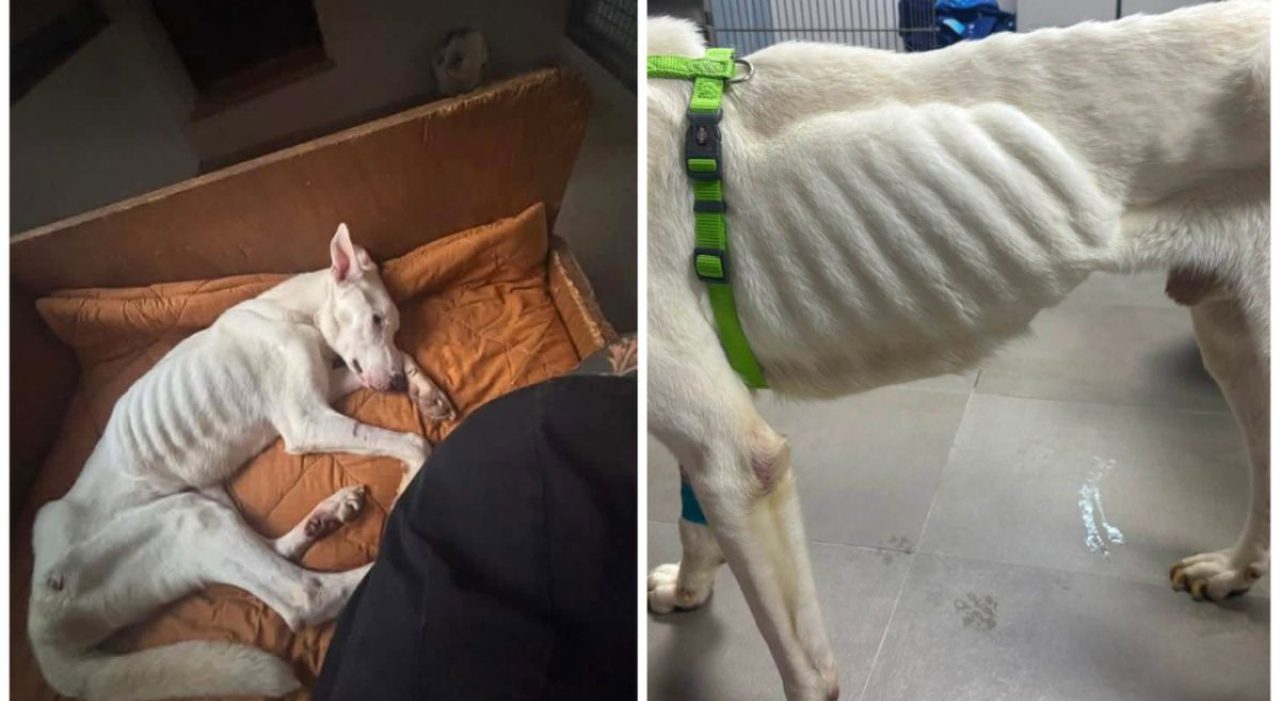 Pongo salvato a Fano, pesava 20 chili dopo giorni senza acqua né cibo