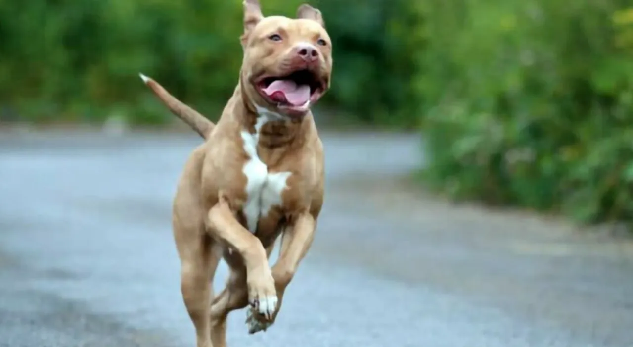Noicattaro, cane randagio aggredisce due bambine: una di sei anni è in rianimazione