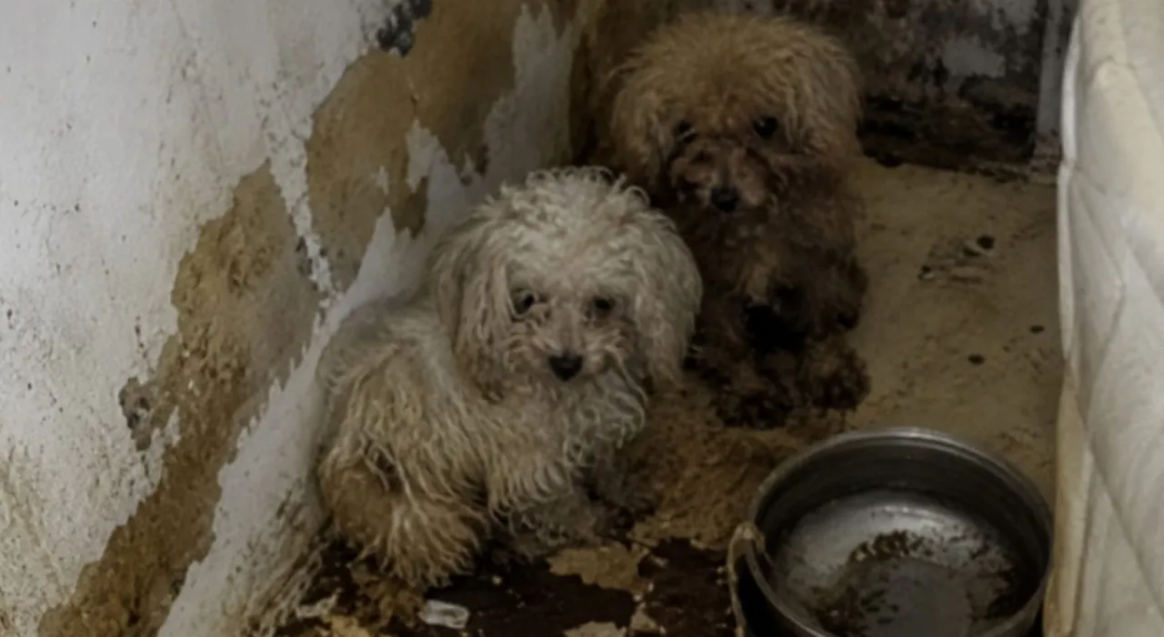 Firenze, oltre 70 cani sequestrati in casa: cuccioli venduti online fino a 1.500 euro