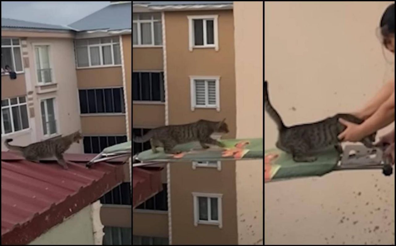 Gatto bloccato su un tetto a Kars, una donna lo salva con un