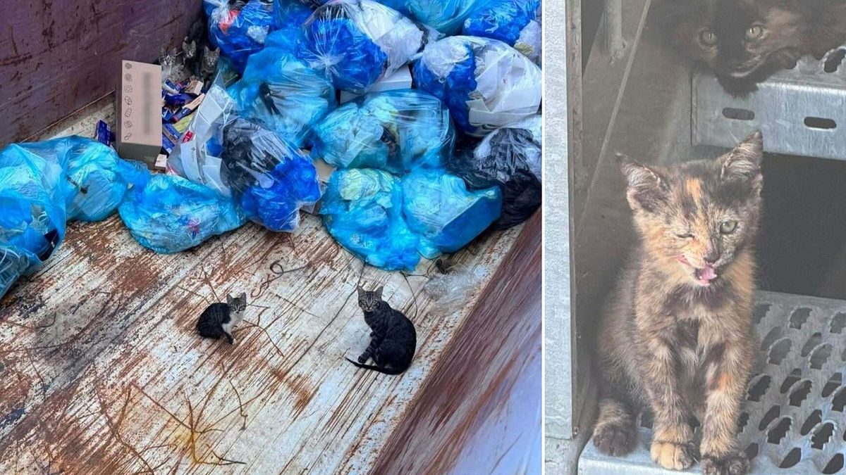 Oderzo, dodici gatti trovati in un container e poi dispersi: l