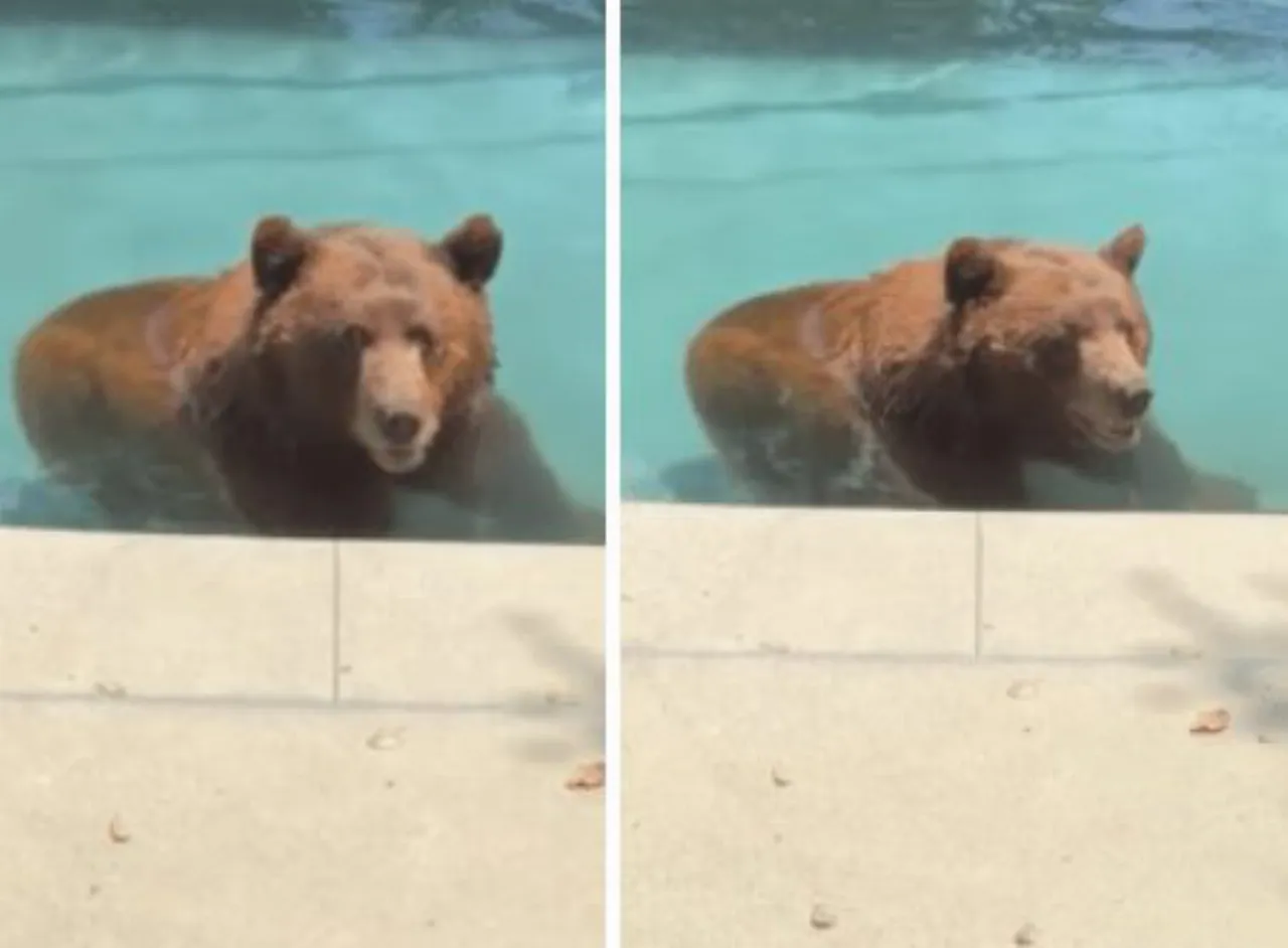Orso nero si tuffa in una piscina a Sierra Madre, il bagno con 35 gradi finisce senza danni
