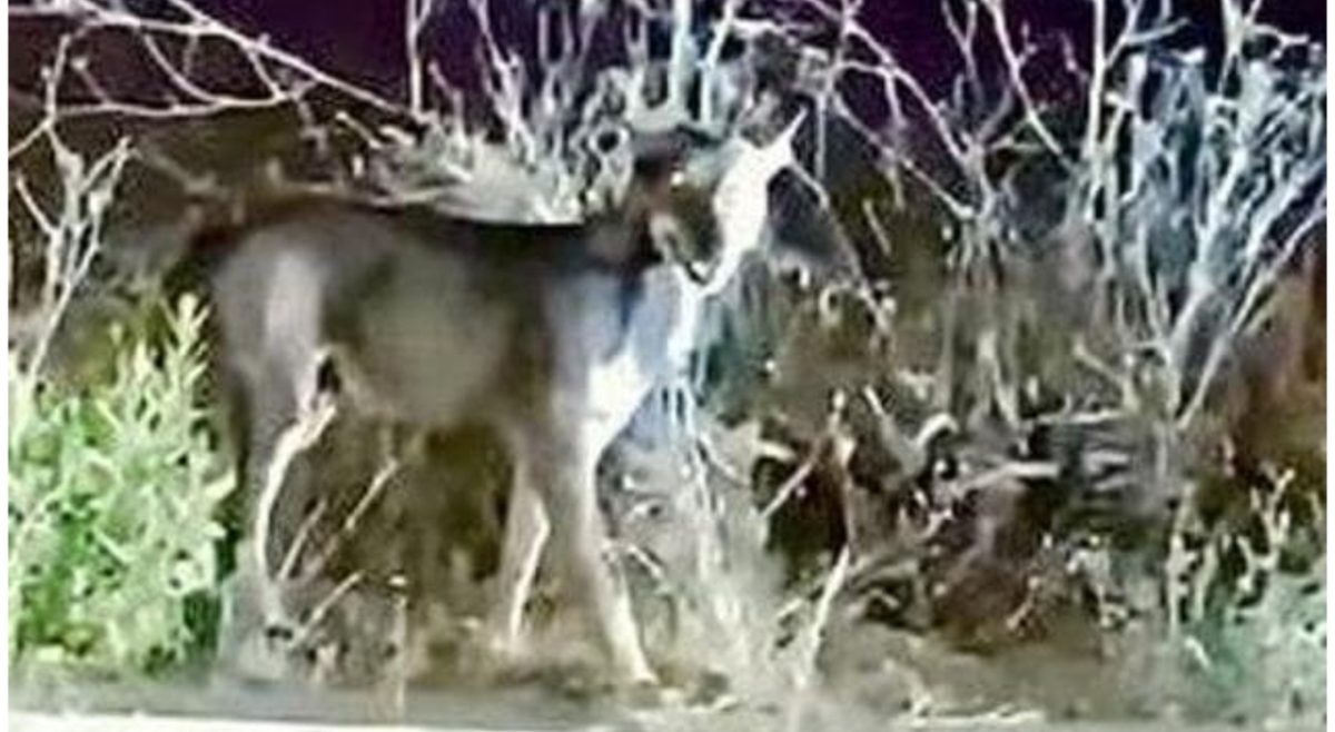 Noicattaro, bambino di 6 anni ferito da un animale selvatico: è il terzo caso