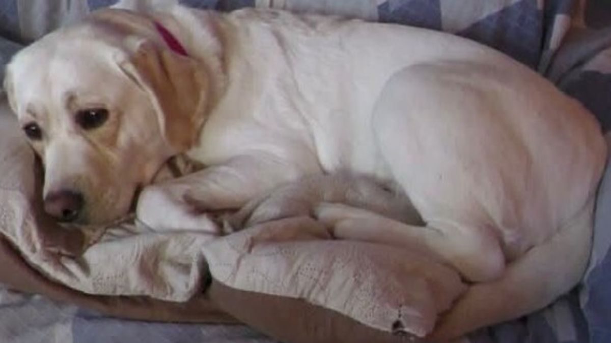 Joy scopre il tumore della padrona, a Camogli il premio Fedeltà del Cane 2026