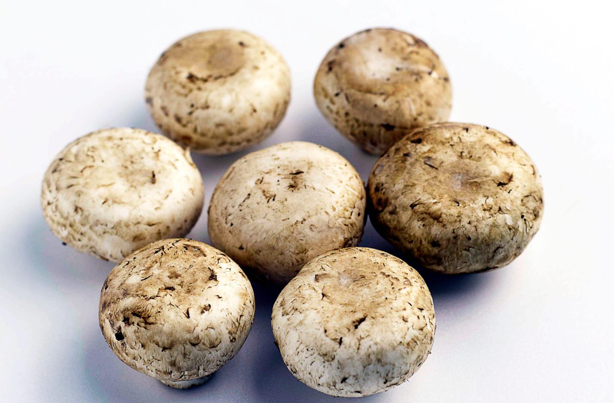 Tumore alla prostata, i funghi champignon mostrano un possibile effetto immunomodulatore