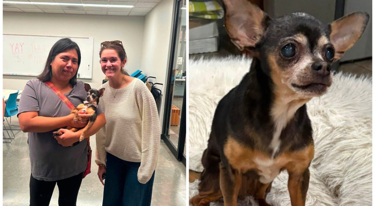 Chihuahua ritrovata dopo 12 anni, il microchip riporta Flor dalla sua proprietaria