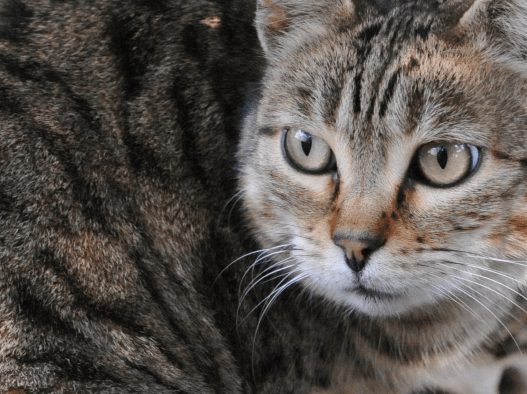 Bolivia, scoperta una nuova specie di felino: il gatto Tilcayo vive nelle Yungas