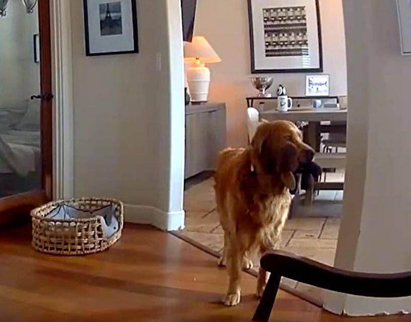 San Diego, ladro entra in casa e il Golden Retriever Nash gli porta i giochi