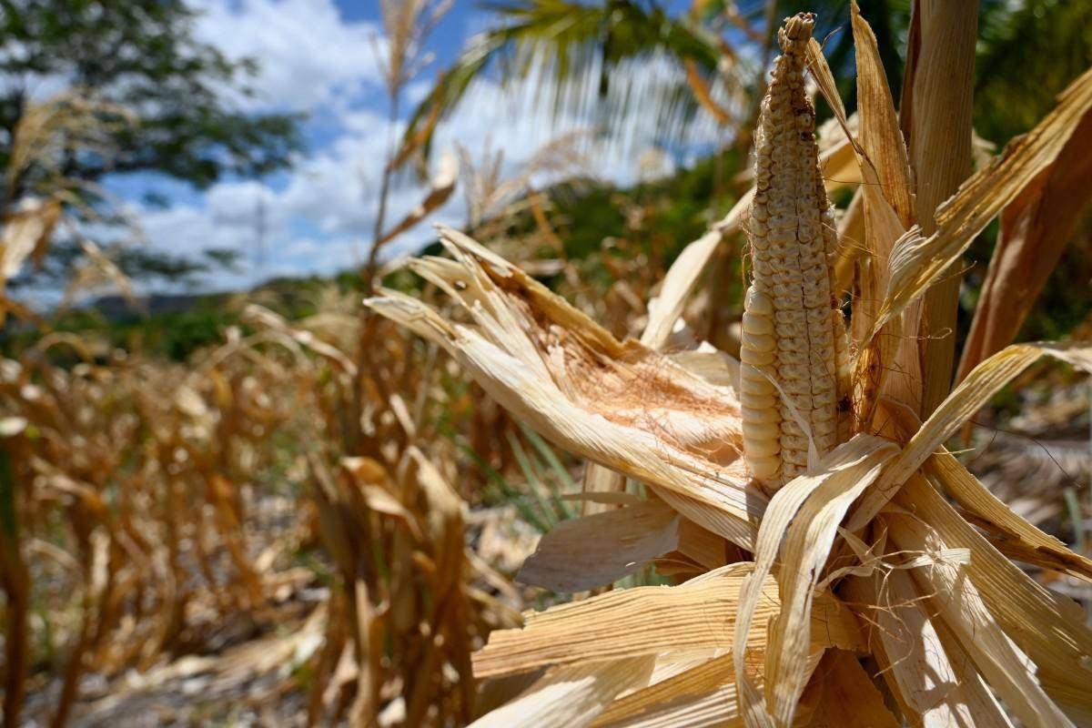 El Niño, allarme Ocse sui raccolti: rischio al 95% di un evento molto intenso entro fine anno