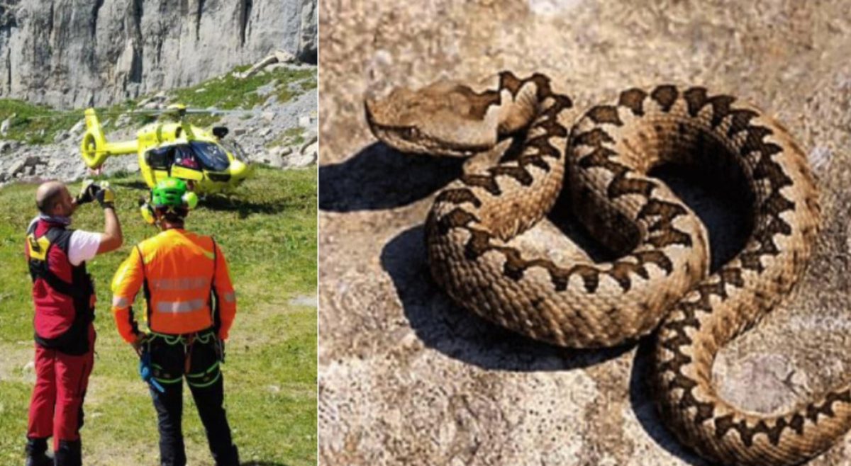 Bellunese, due soccorsi in montagna: 53enne morsa da vipera e 30enne recuperato sul Pelmo