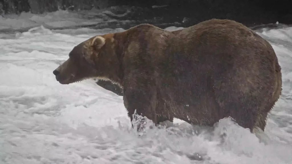 Fat Bear Week 2026, Backpack vince con oltre 103 mila voti nel Katmai