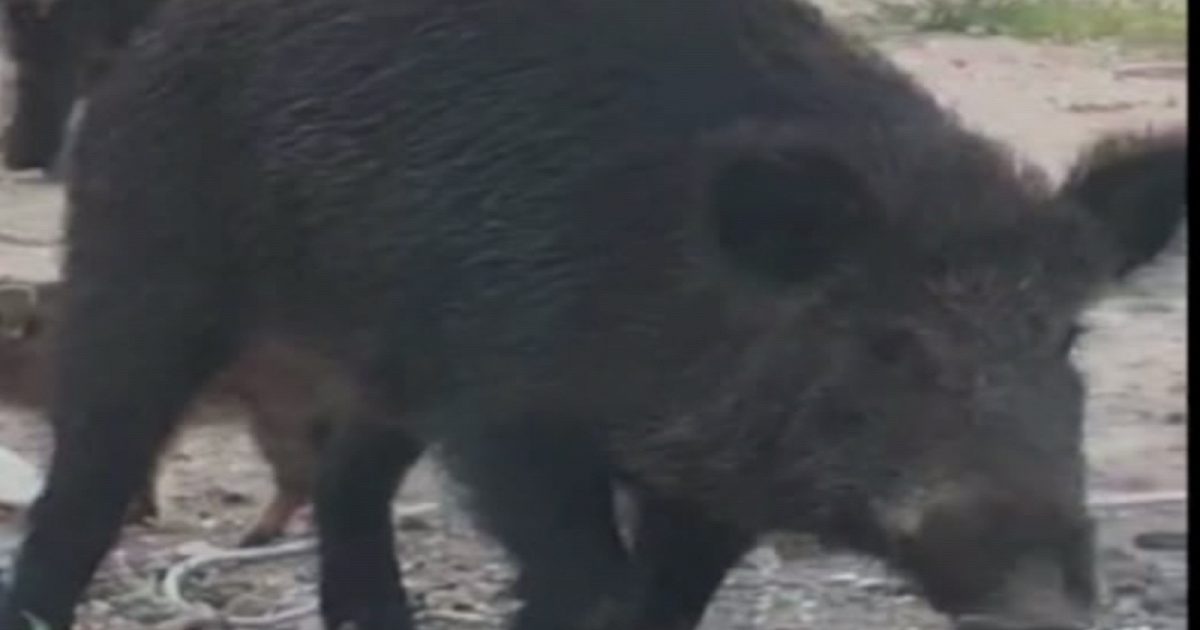 Castellaneta, moto contro un cinghiale nella notte: due uomini feriti gravemente