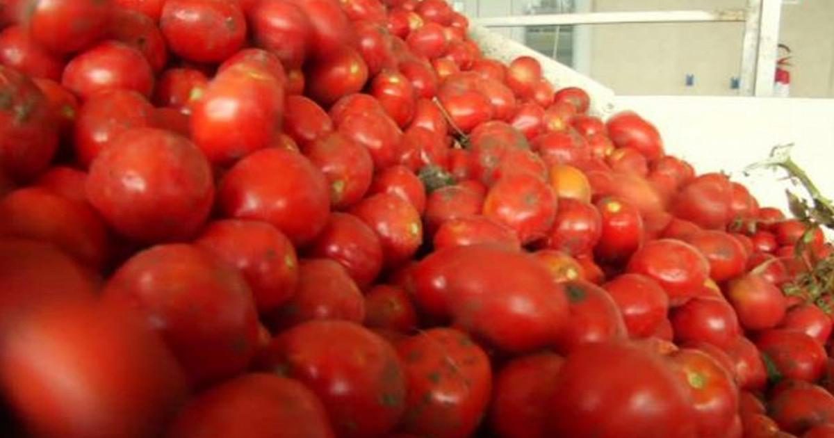 Salmonella in Puglia, stop ai pomodori crudi nelle mense dopo i focolai di settembre