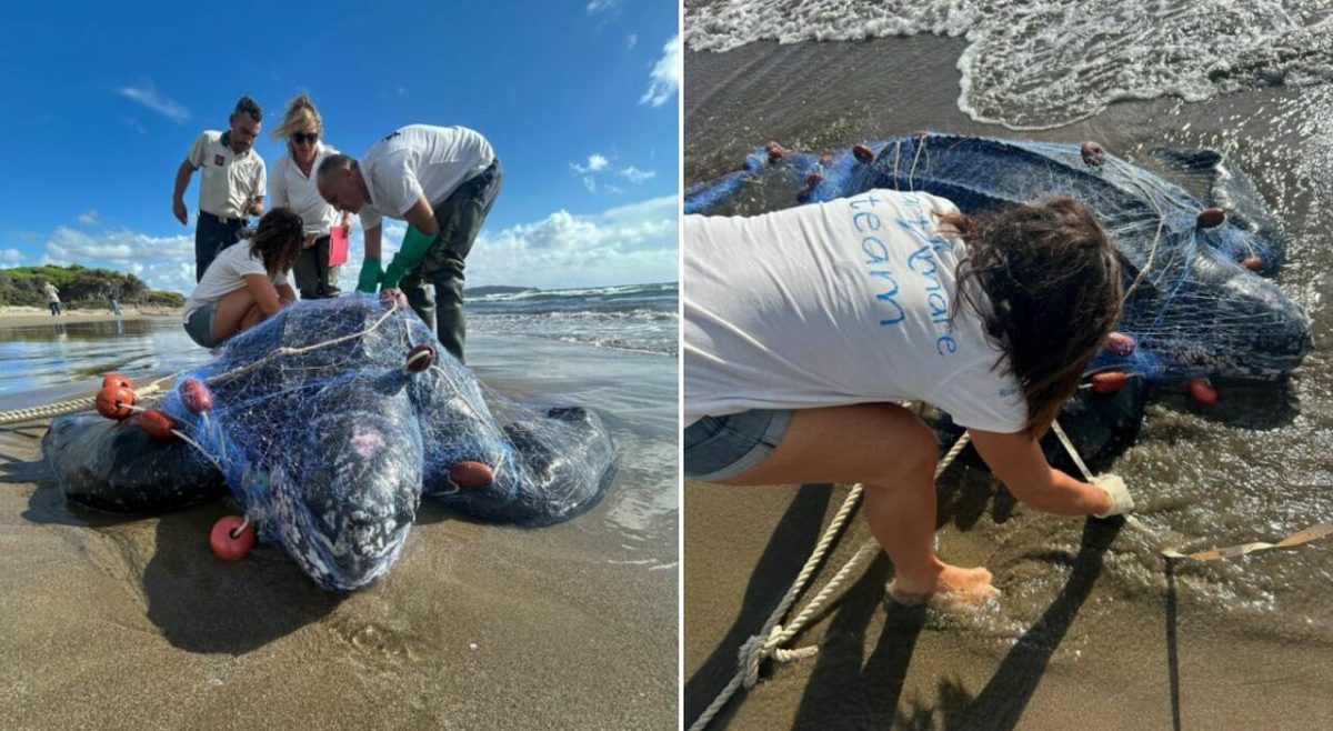 Orbetello, rara tartaruga liuto di 1,80 metri trovata morta tra le reti alla Feniglia Orbetello, rara tartaruga liuto di 1,80 metri trovata morta tra le reti alla Feniglia