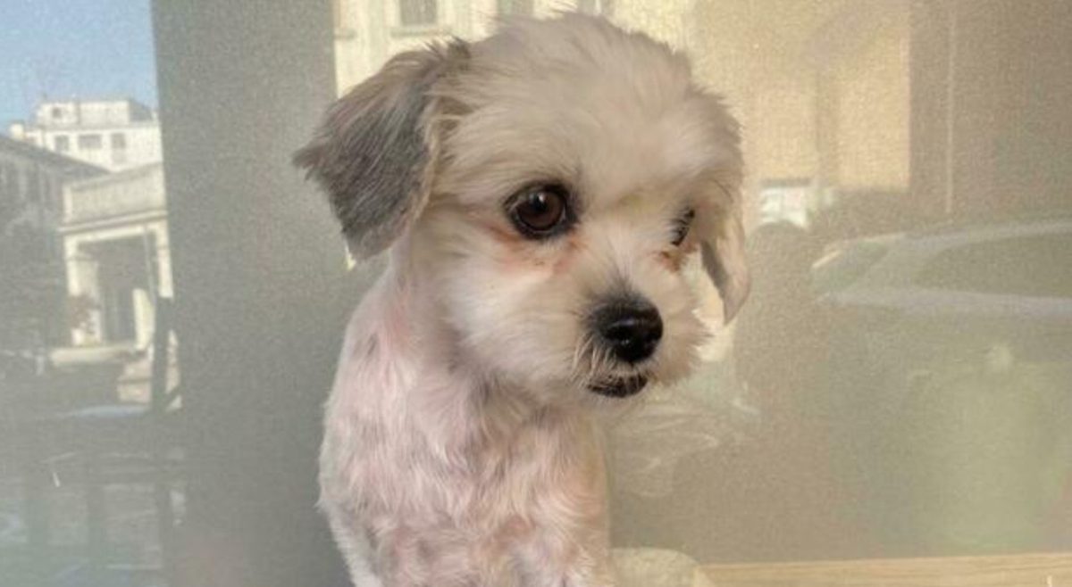 Mestre, soccorre una donna e ospita la sua cagnolina: il ricongiungimento il giorno dopo Mestre, soccorre una donna e ospita la sua cagnolina: il ricongiungimento il giorno dopo